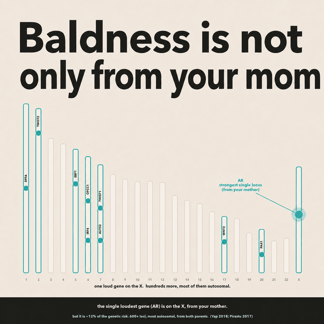 The top male pattern baldness genes mapped across the chromosomes, with AR glowing on the X chromosome and the autosomal genes lit across the genome