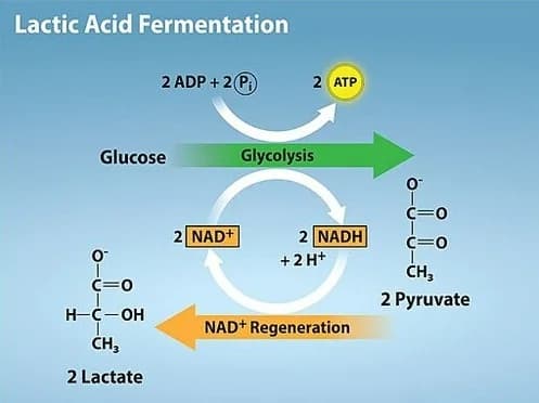 Overview of anaerobic glycolysis induced by PP405, with MPC inhibition pushing pyruvate toward lactate