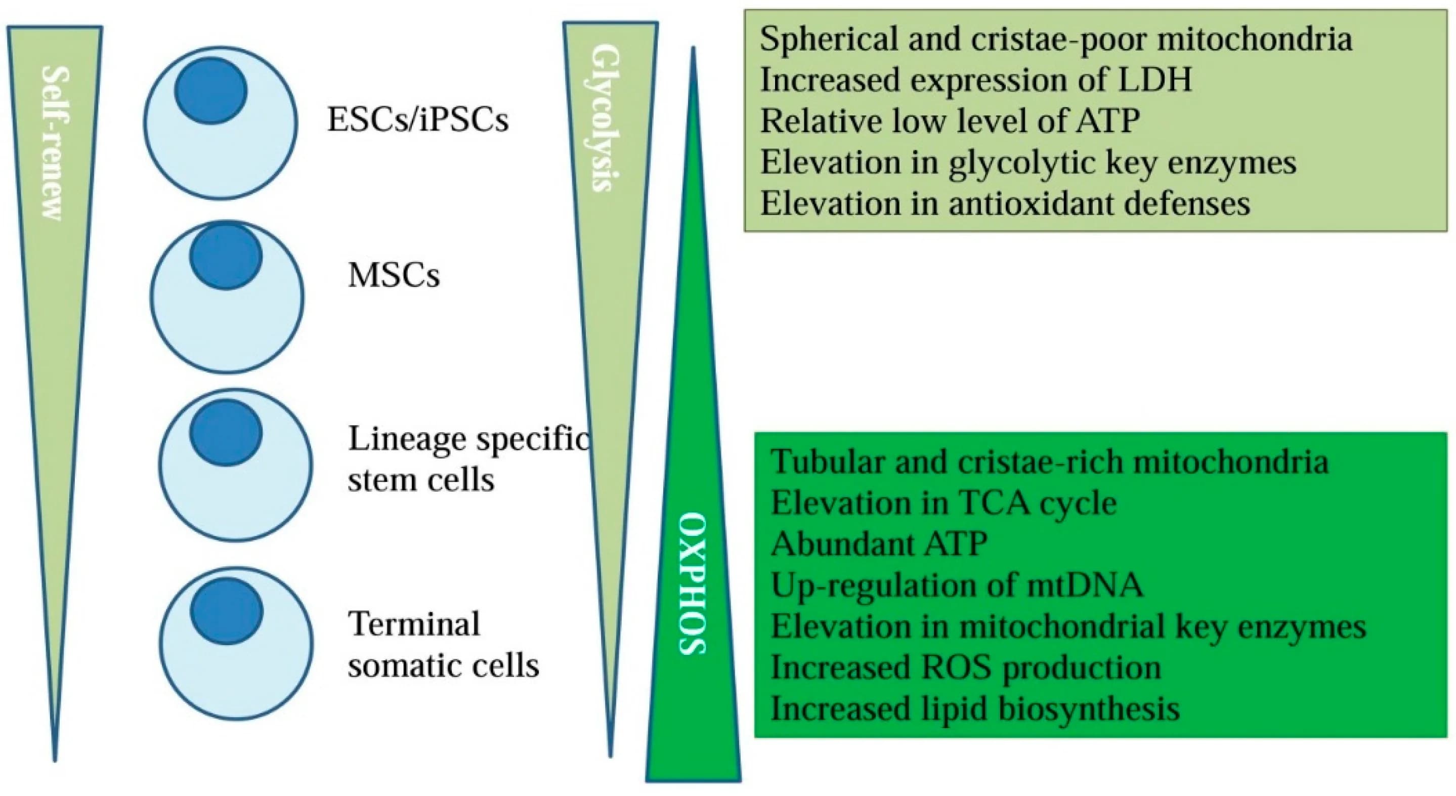 How glycolysis and OXPHOS shape stem cell self-renewal versus differentiation