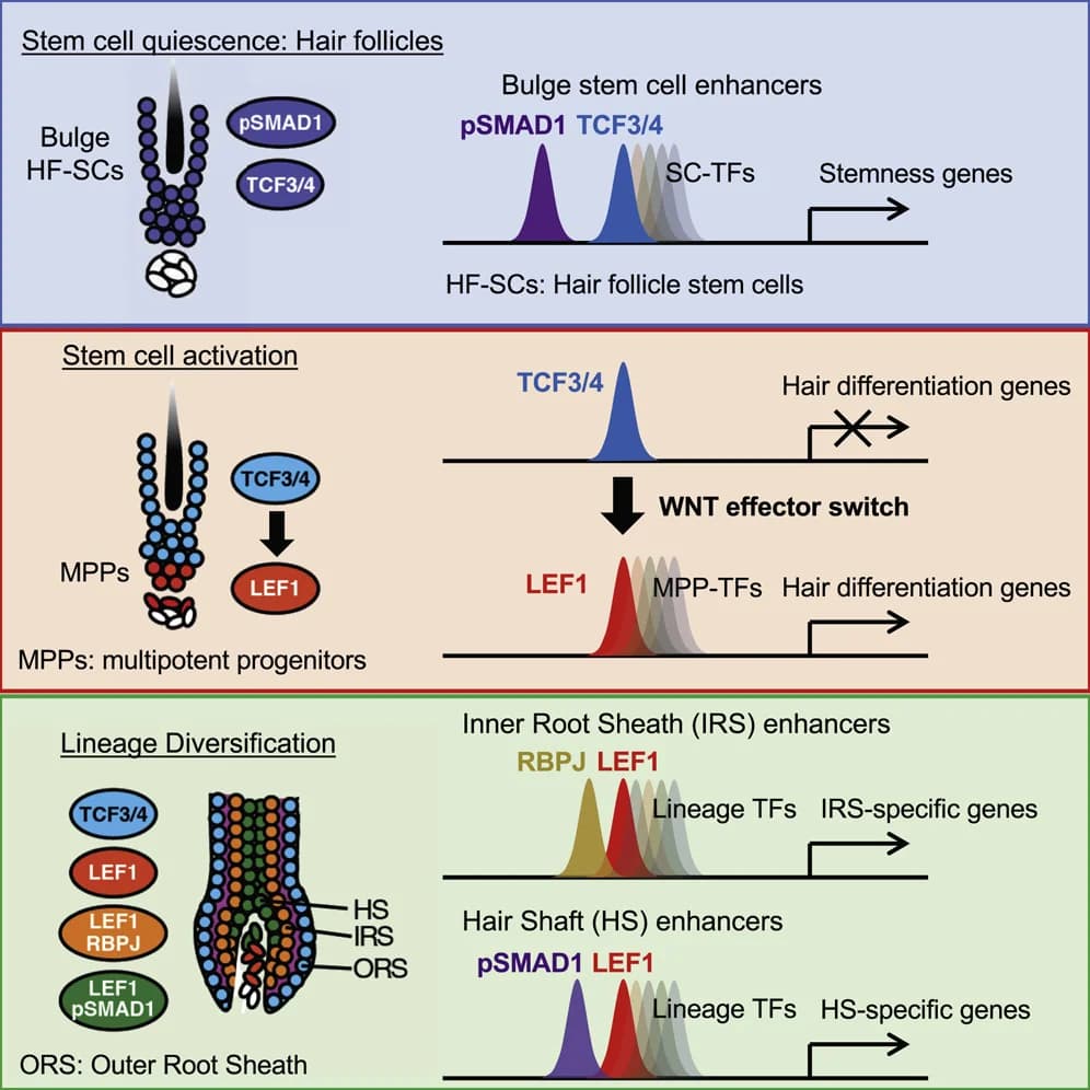 Schematic showing the requirement of Wnt activation (LEF1) for differentiation of hair follicle stem cells