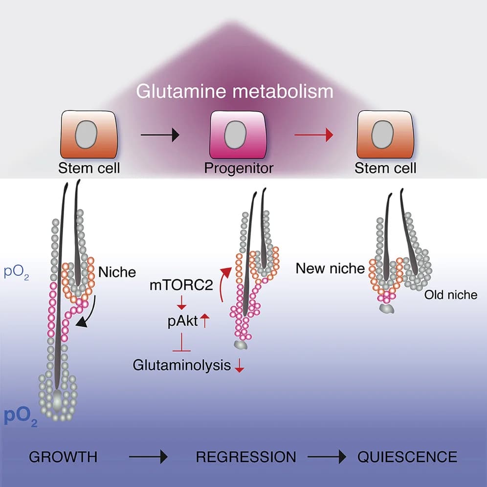 Cell fate progression and reversibility of hair follicle stem cells along the glycolysis-to-OXPHOS axis