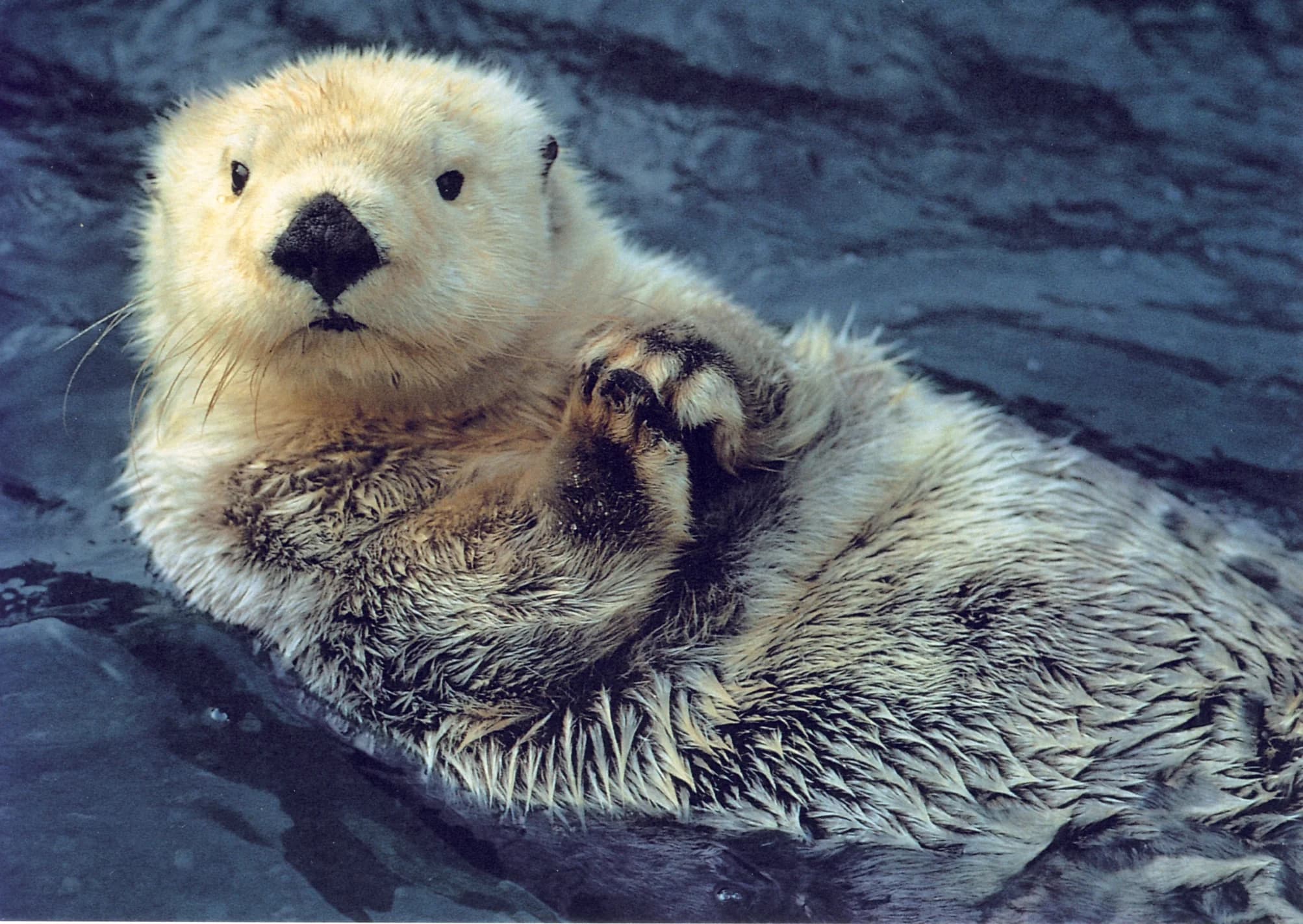 A sea otter, which has the densest fur of any animal yet no arrector pili muscle