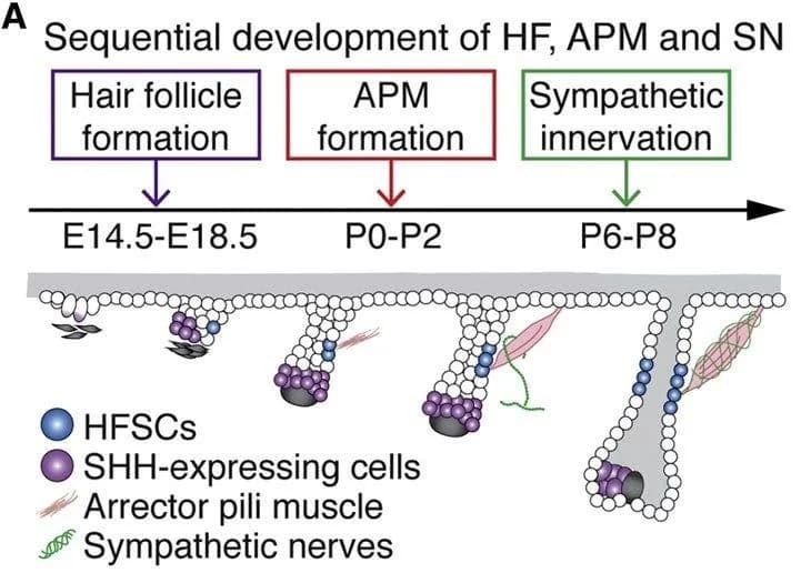 Arrector pili muscle formation alongside the establishment of sympathetic nerve innervation of the follicle