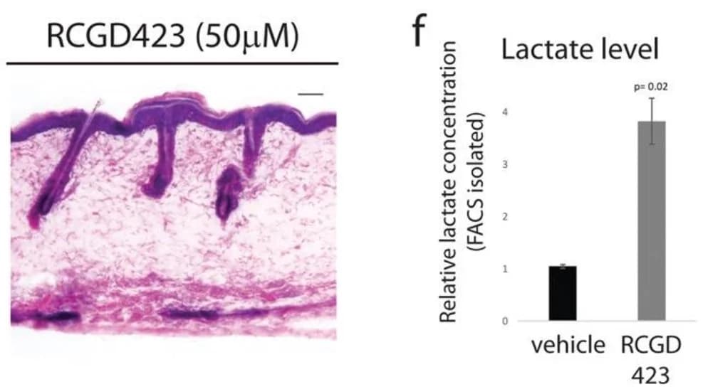 Lactate induction in hair follicles via STAT3 activation using RCGD423