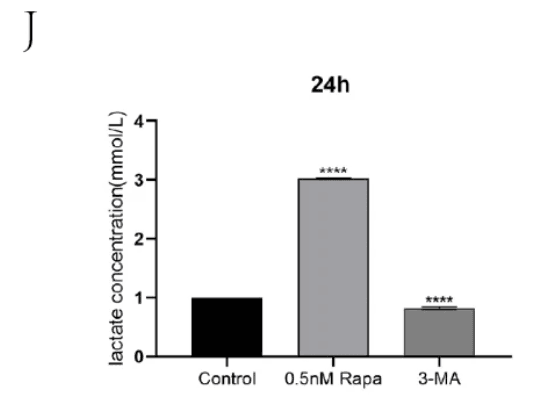 Chart showing lactate induction in hair follicles by rapamycin