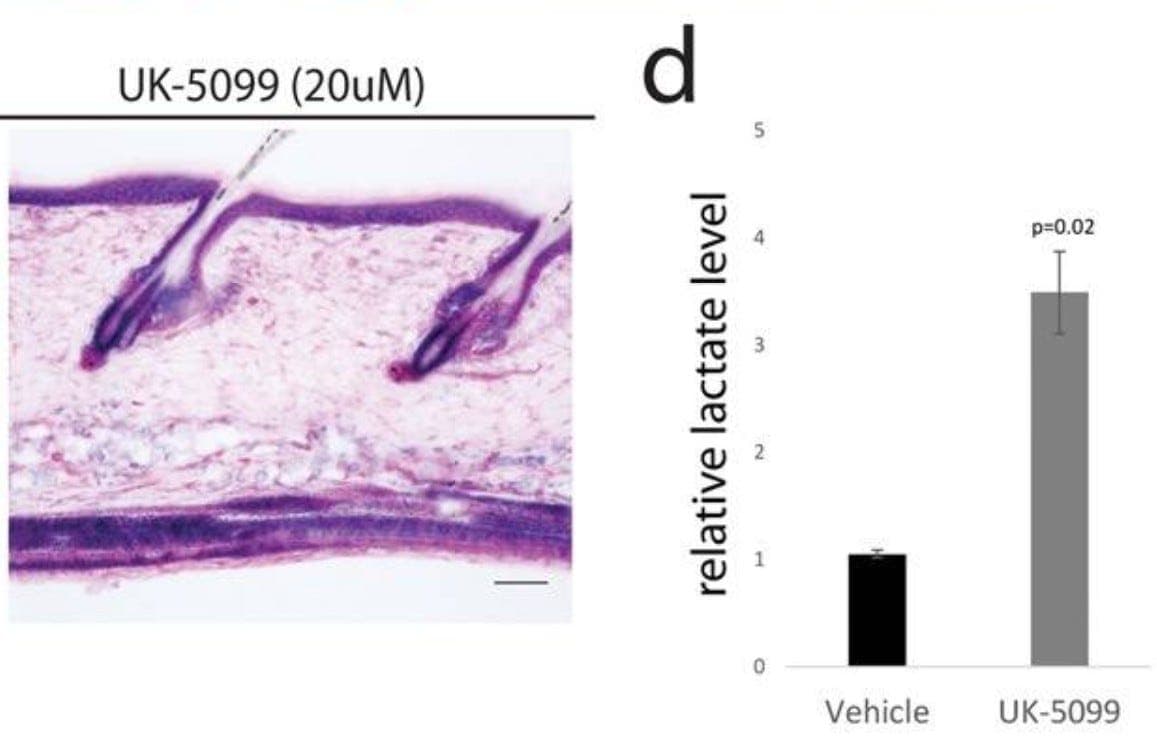 Chart showing lactate induction by the MPC inhibitor UK-5099