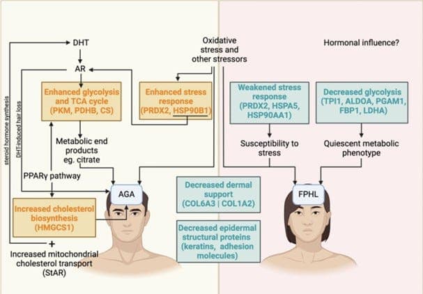 Pathway analysis comparing glycolytic signatures in male and female pattern hair loss